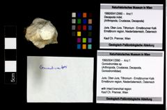 Foto (Objekt + Etikett) von Goniodromites sp.  (NHMW-GEO-1990-0041-2990)